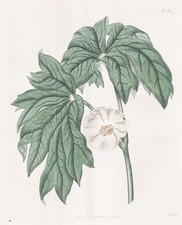 Zamia Media West Indies Botanique Fleur Gravure Cuivre Curti 301077