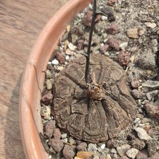 Dioscorea mexicana plante - dioscorea,