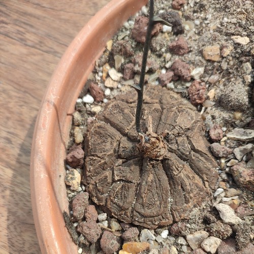 Dioscorea mexicana plante - dioscorea,