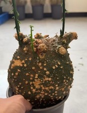 Dia 14.5cm Rare Cacti Adenia