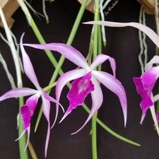Bc. Amethyst Cattleya Orchid