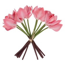  Lot de 12 orchidées