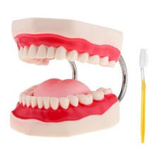 outils dentaires de modèle de