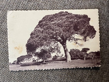 CPA COTE D AZUR ÉTUDE DE PINS