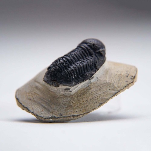 Genuine phacopid trilobite - trilobite, on