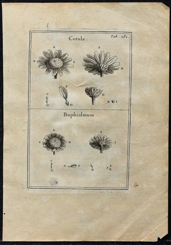 1719 cotule buphtalme - 1719,