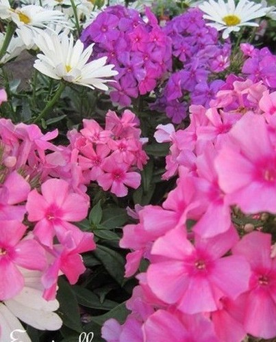 Phlox doux coloris - ♫,