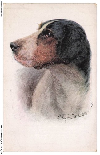 Bafp9 0810 animaux chiens - -,
