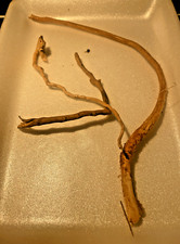 4 racines araignée 15/25cm