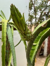 2 Boutures fruit de dragon - Variété  lisa et tesoro - Fruit Très Délicieux