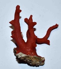 CORAL - CORAIL  ROUGE DE MEDITERRANEE - 1 BRANCHE DE 65/49 mm - 21  gr