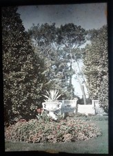 AUTOCHROME - Vue de jardin du sud de la France  - vers 1915 