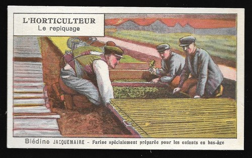 Horticulteur le repiquage - le,