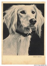 BY-BFP2-1074-CHIEN - LEVRIER AFRICAIN