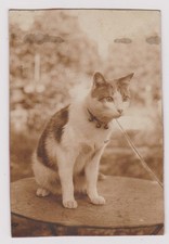 photo ancienne ?️ chat Poilu table jardin Nancy vers 1922