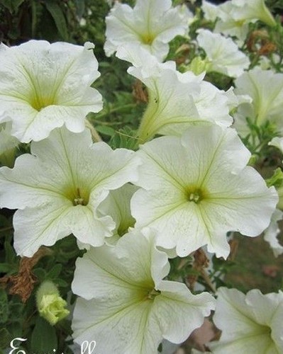 Surfinia pétunia blanc - ♫,