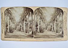 CARTE PHOTO STEREO AVENUE OF ROYAL PALMS HONOLULU USA UNDERWOOD & UNDERWOOD 1896