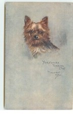 Yorkshire Terrier (Toy) - Maud
