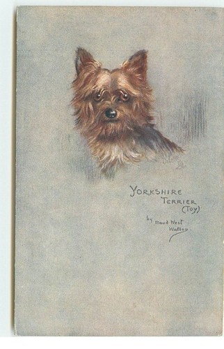 Yorkshire terrier maud - yorkshire,