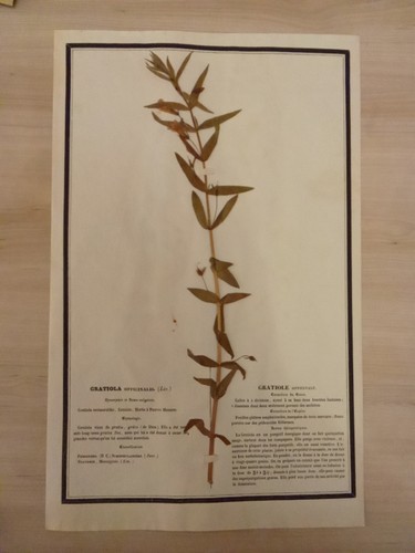 Ancien herbier botanique - ancien,