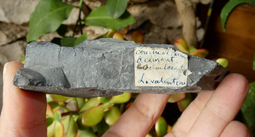 Fossile etiquette ancienne - fossile,