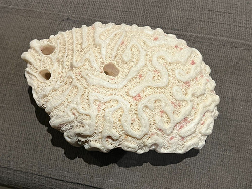 Corail blanc cerveau - blanc,