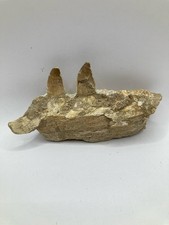 Fossile de mâchoire de