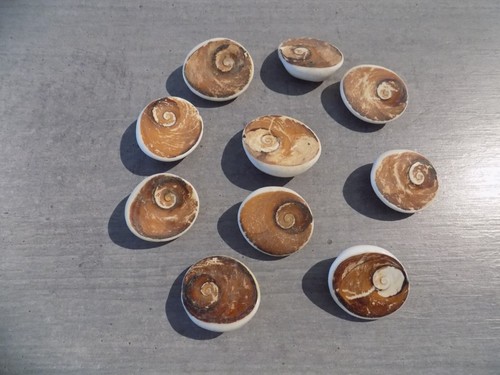Coquillage new opercules - new,