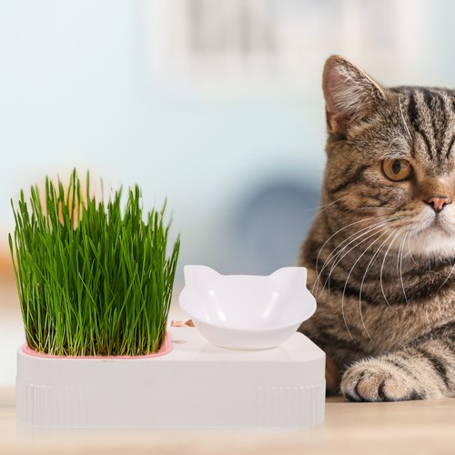 Gamelle chat eau - eau, mangeoire