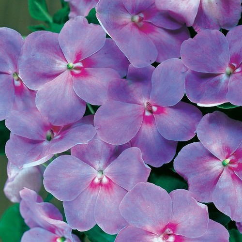 Impatiens semences - +,
