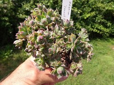 Aeonium cornish pixie - aeonium, pixie"