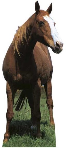 Mustang cheval coupe en - -,