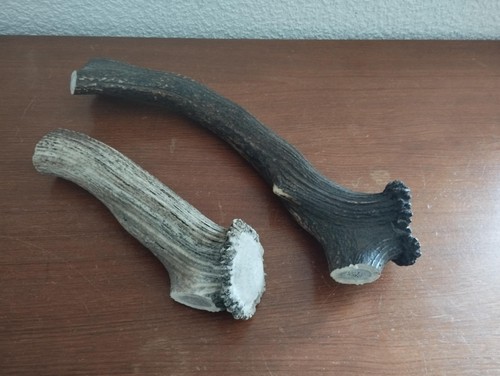Gros bois mue - cerf, 37/21cm