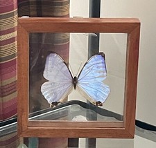 Papillon De Taxidermie Morpho