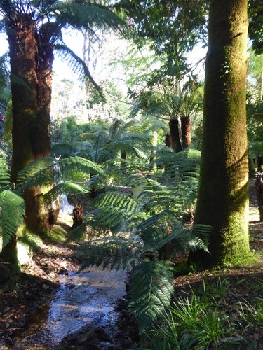 Photo 6x4 tree - 6x4, ferns