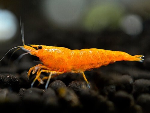 Lot crevettes orange - 10,