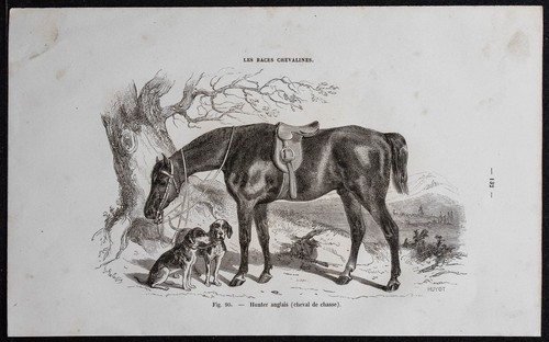 1882 cheval hunter anglais - 1882,