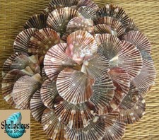 40 BABY FLAT  PECTEN  SEA
