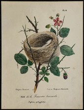 1830 - Nid de la Fauvette des