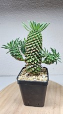 Euphorbia hypogea ➡️--LIVE
