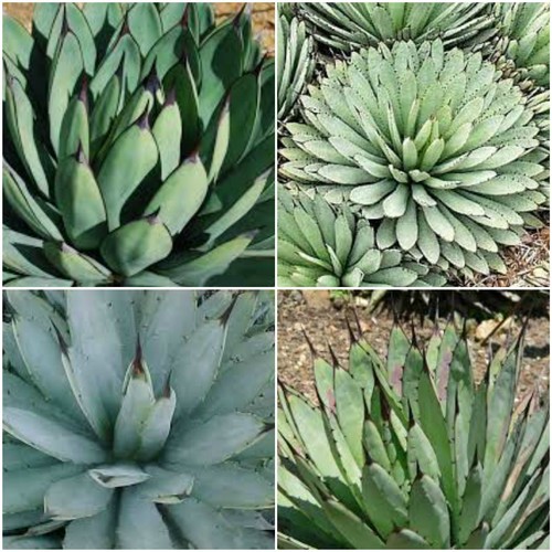 Graines agave - 10, d'agave