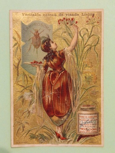 Chromo liebig femme - -, insecte