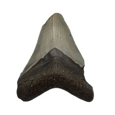 Dent de Mégalodon Fossile -