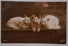 CPA FANTAISIE / CHATS SUR UNE