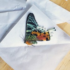 Lot de x10 papillons