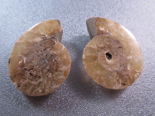 Pair madagascar ammonite - pair,