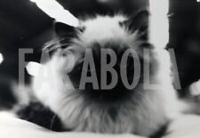 Photo de presse vintage Chats,1990,France,Chat Sacré Birmanie,tirage 21 X 15 CM