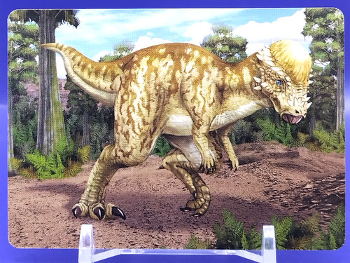 Cartes pachycephalosaurus - pachycephalosaurus, /