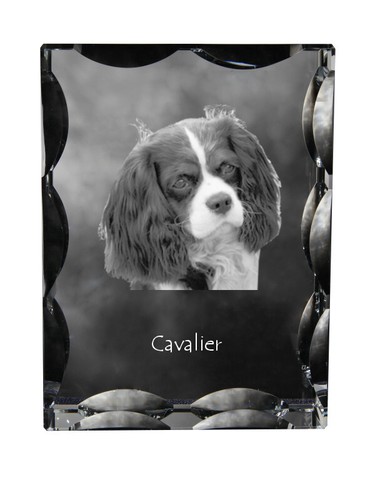 Cavalier king charles spaniel - cavalier,