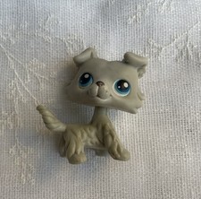 Petshop Chien Colley # 363 -